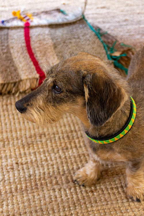 Collar de perro Maasai verde y amarillo - collar de perro - ETHNICA DECO
