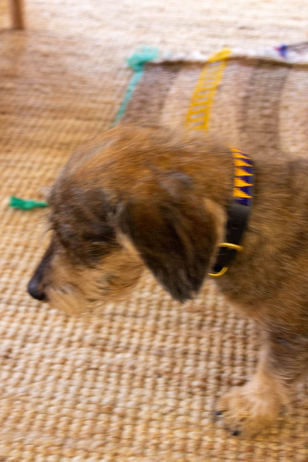 Collar de perro Maasai azul y naranja
