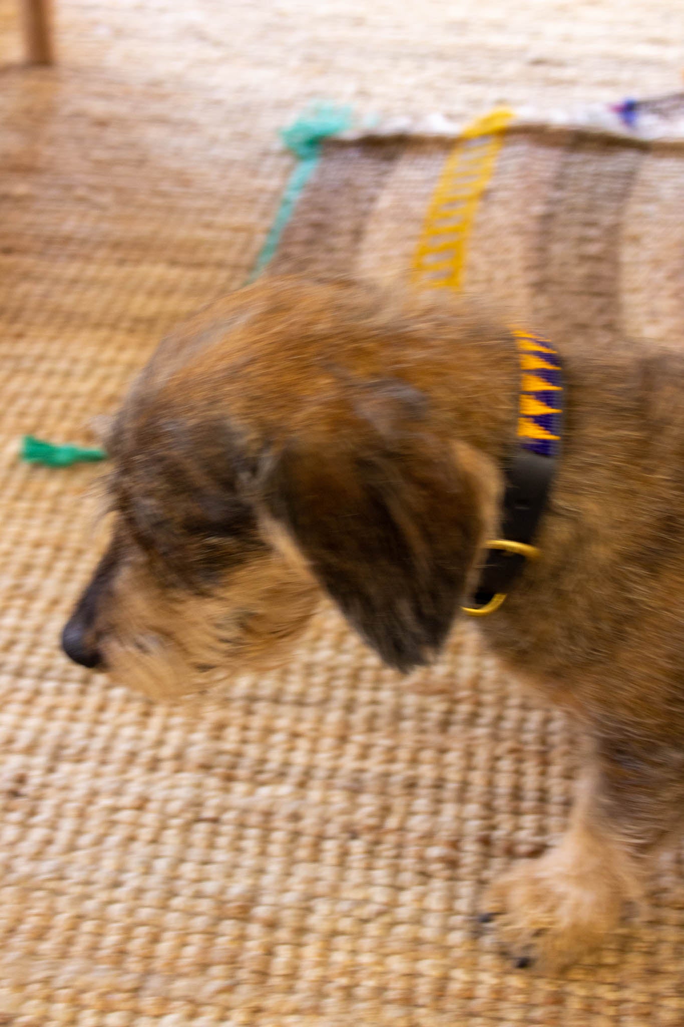 Collar de perro Maasai azul y naranja